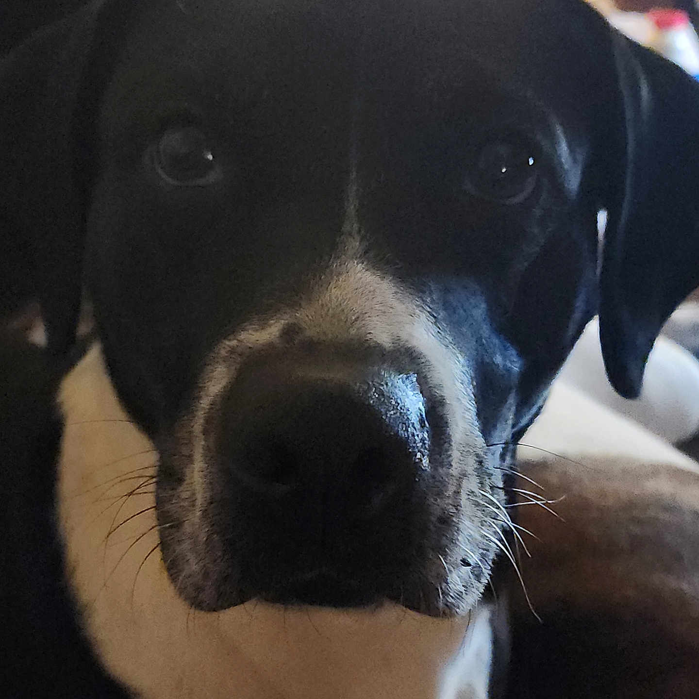 Cracker is registered to the contest to win money with this photo: animal, black_and_white, blurred_background, canine, close_up, companion, cute, dim_lighting, dog, domestic_animal, expression, face, fur, indoor, looking_at_camera, mammal, nose, pet, portrait, whiskers