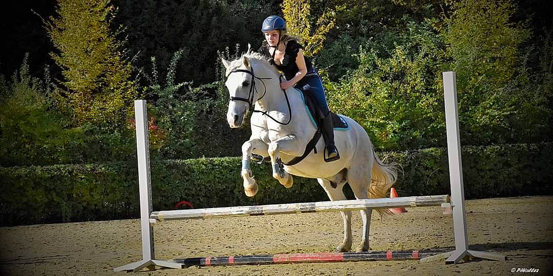 Sergent a rejoint le concours — aidez-le/la à gagner de superbes lots ! animal_sports, bridle, english_riding, equestrian, equestrianism, equitation, eventing, halter, horse, horse_supplies, horse_tack, hunt_seat, mammal, outdoor_recreation, recreation, rein, saddle, show_jumping, sports, vertebrate