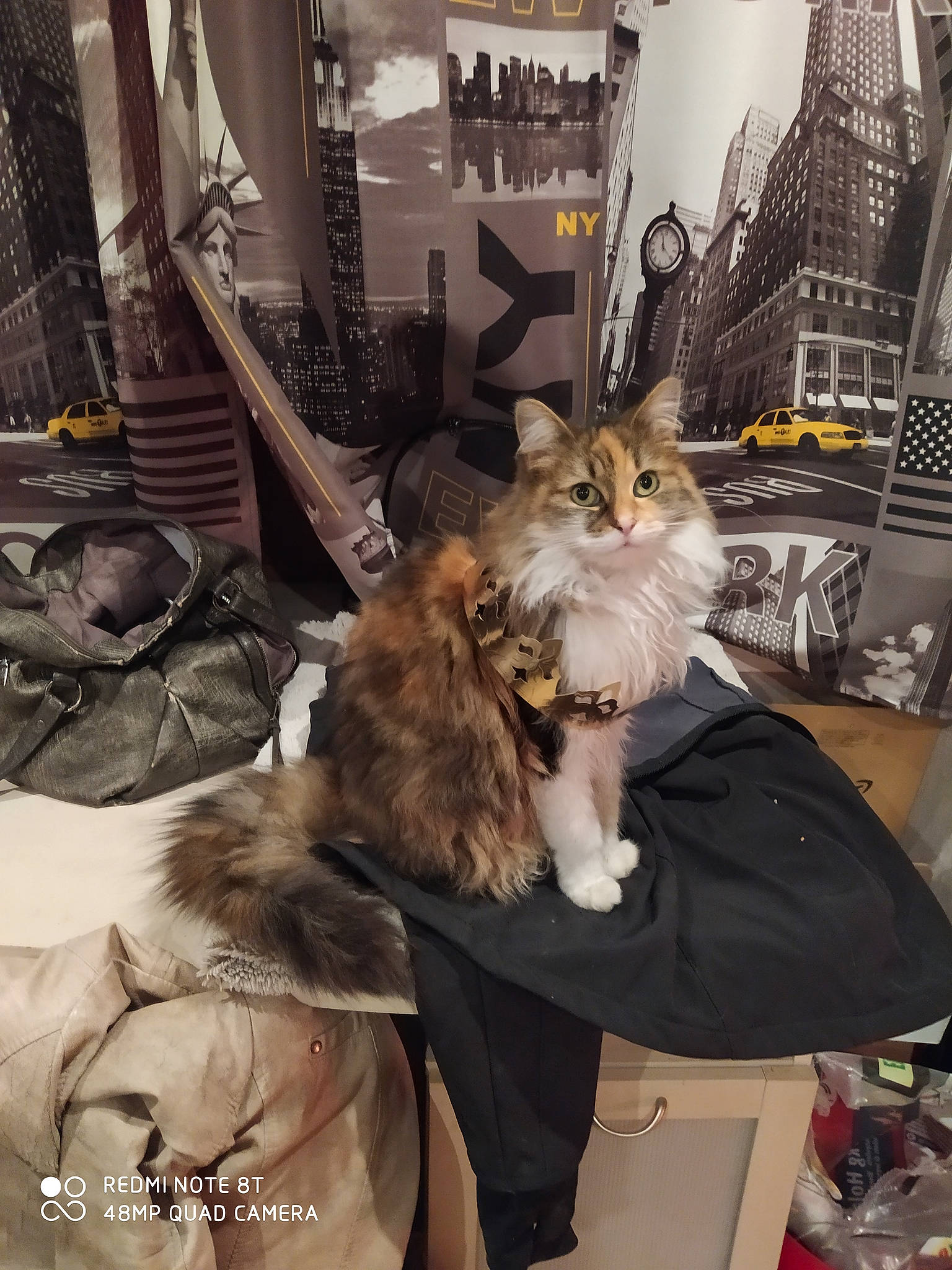 Harmonie a rejoint le concours — aidez-le/la à gagner de superbes lots ! bag, box, canidae, carnivore, cat, companion_dog, dog_breed, eyewear, fashion, fashion_accessory, fawn, felidae, fur, luggage_and_bags, small_to_medium_sized_cats, sporting_group, street_fashion, tail, textile, whiskers