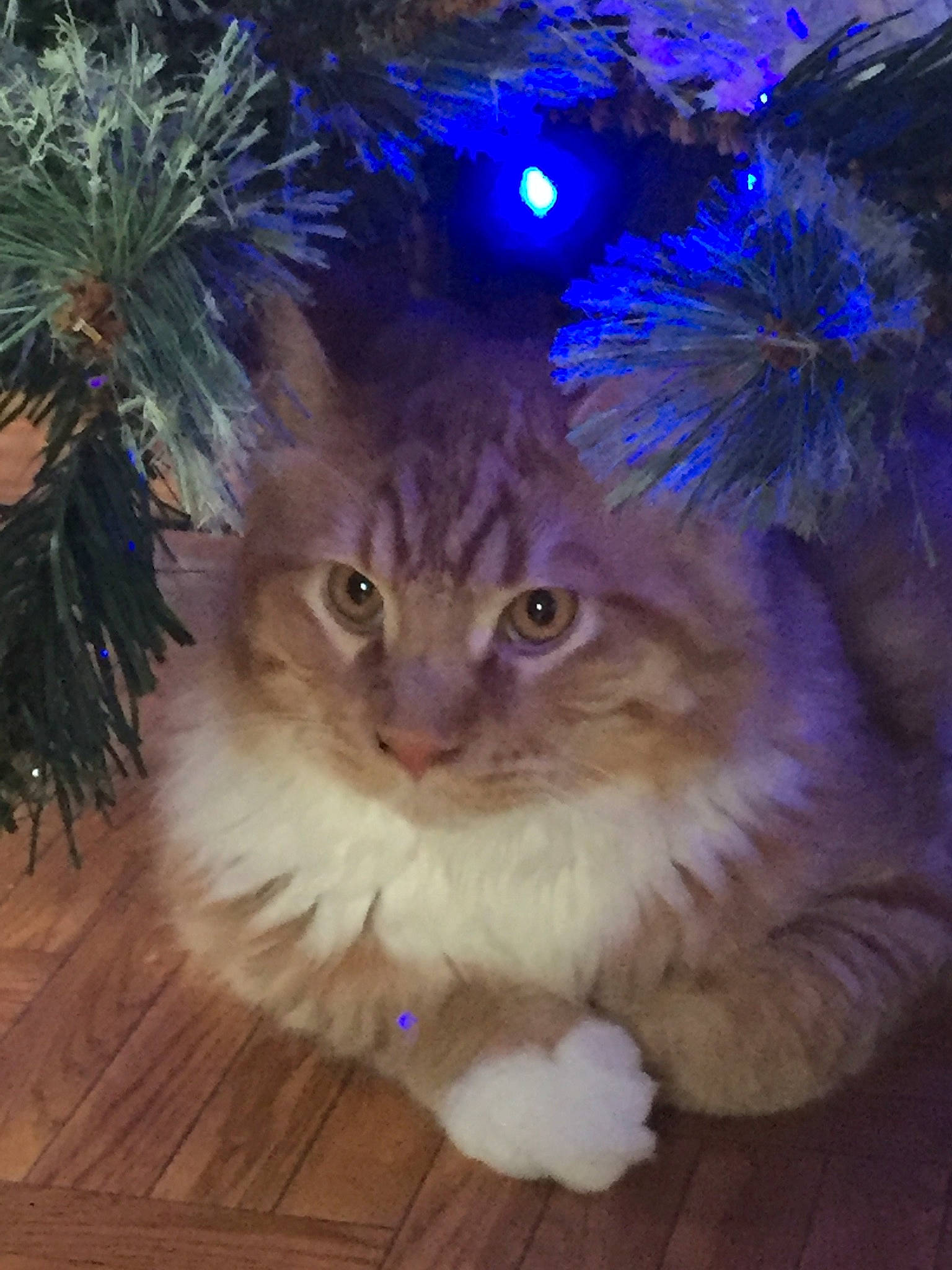 Ony a rejoint le concours — aidez-le/la à gagner de superbes lots ! american_curl, asian_semi_longhair, carnivore, cat, christmas, christmas_decoration, christmas_ornament, christmas_tree, domestic_long_haired_cat, felidae, fur, kitten, norwegian_forest_cat, persian, plant, ragamuffin, siberian, small_to_medium_sized_cats, tree, whiskers