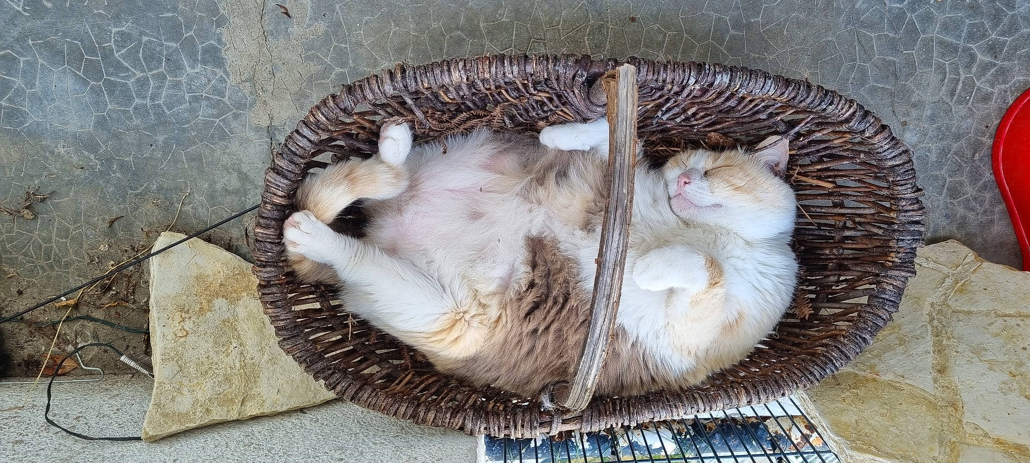 Gabie a rejoint le concours — aidez-le/la à gagner de superbes lots ! animal_shelter, carnivore, cat, cat_bed, cat_supply, claw, comfort, domestic_short_haired_cat, fawn, felidae, fur, grey, nap, paw, sleep, small_to_medium_sized_cats, snout, tail, terrestrial_animal, whiskers