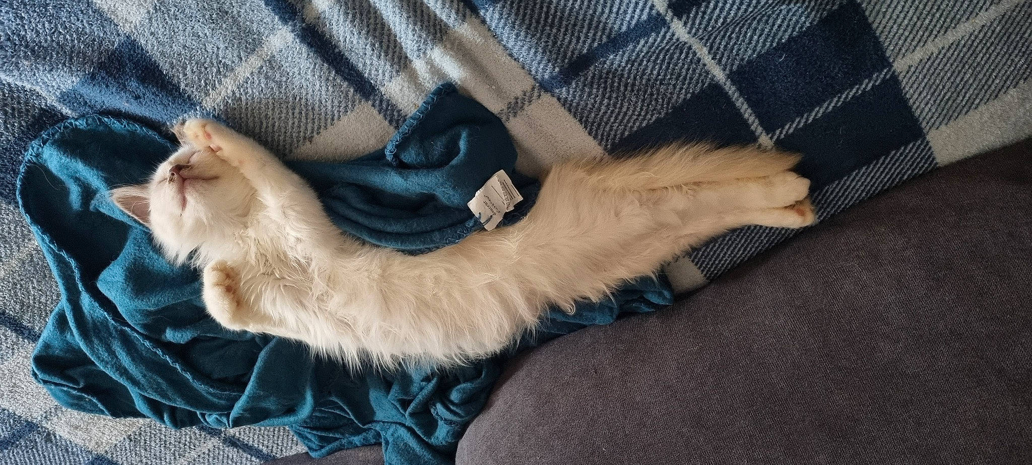 Titi a rejoint le concours — aidez-le/la à gagner de superbes lots ! canidae, carnivore, cat, claw, comfort, companion_dog, dog_breed, ear, electric_blue, fawn, felidae, fur, gesture, paw, plaid, small_to_medium_sized_cats, snout, tail, tartan, whiskers