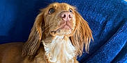 Maisie is registered to the contest to win money with this photo: animal, blanket, canine, close_up, companion, couch, curious, dog, domestic, ears, fur, furry, golden_brown, home, indoor, looking_up, nose, pet, relaxed, resting