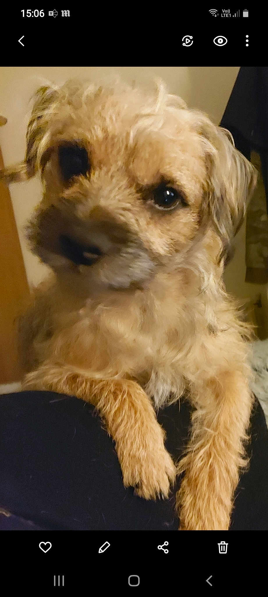 Buddy