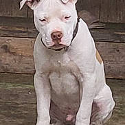 Mango joined the competition — help win amazing prizes! animal, canine, collar, dog, domestic_animal, ears, expression, front_legs, fur, looking_down, muzzle, outdoor, paw, pet, quiet, sitting, snout, white_dog, wooden_background, young_dog