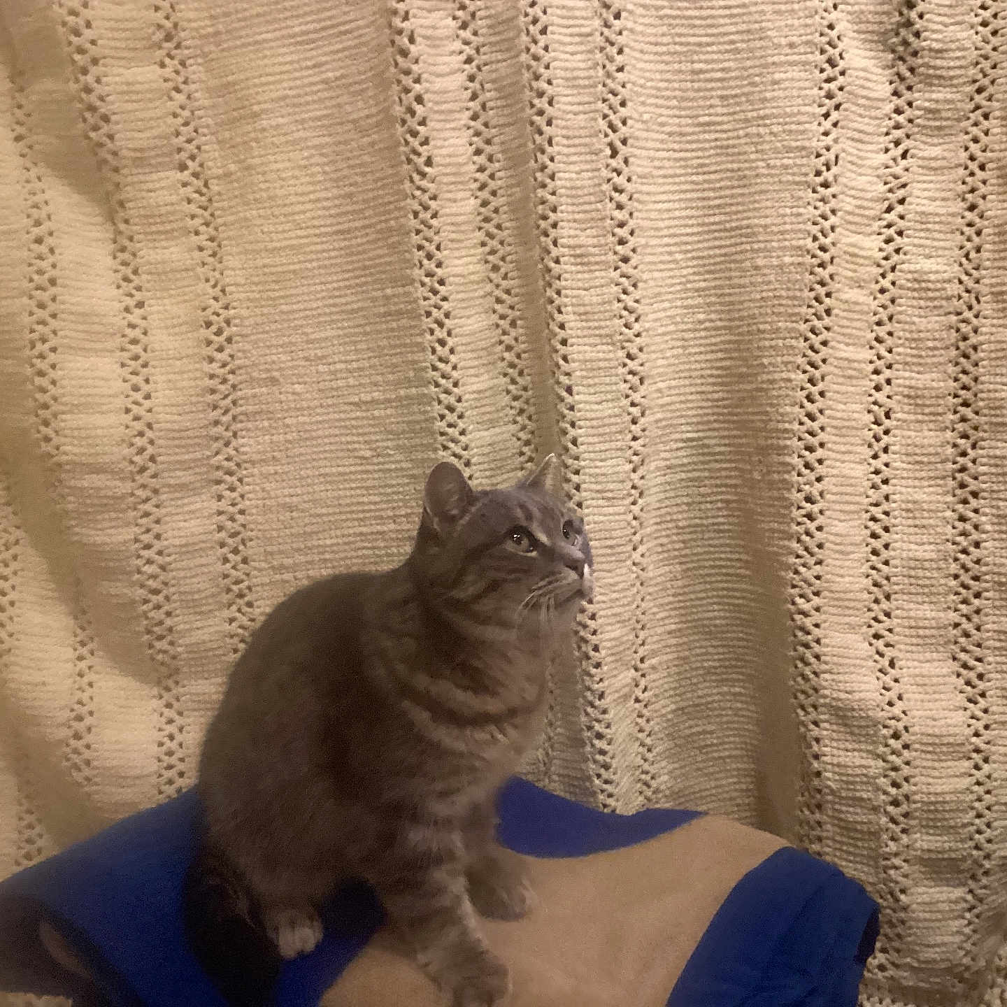 Meowey joined the competition — help win amazing prizes! abyssinian, animal, blanket, cat, chair, couch, curtain, cushion, face, furniture, head, homedecor, kitten, linen, manx, person, pet, photography, portrait, sleeping