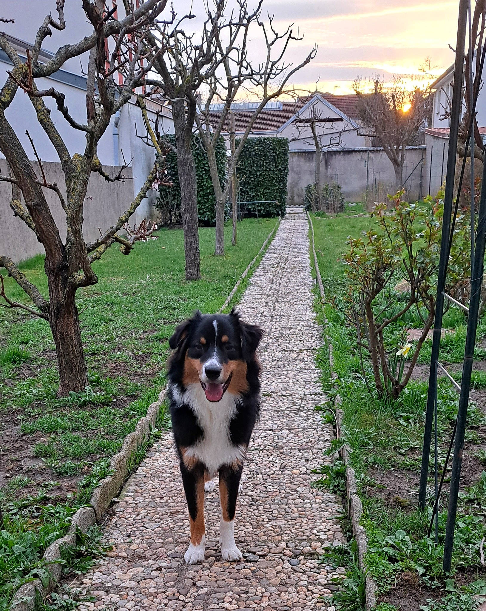 Valmy a rejoint le concours — aidez-le/la à gagner de superbes lots ! bernese_mountain_dog, canidae, carnivore, cloud, companion_dog, dog, dog_breed, garden, grass, herding_dog, house, landscape, natural_landscape, plant, sky, sporting_group, tree, twig, working_animal, working_dog