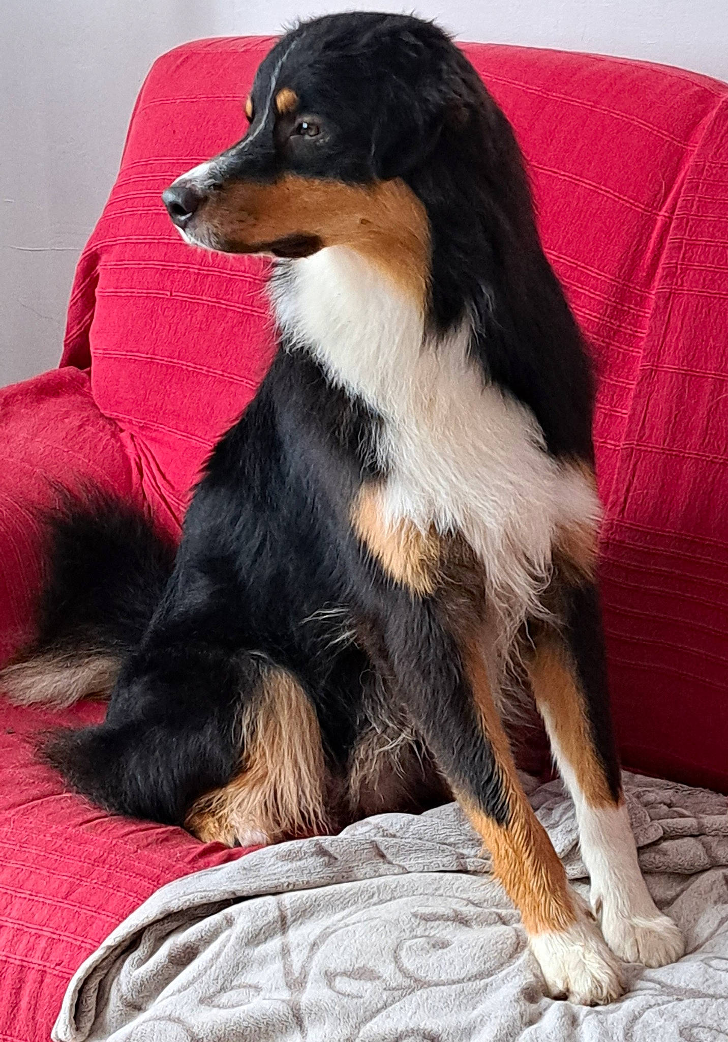 Valmy a rejoint le concours — aidez-le/la à gagner de superbes lots ! balance, canidae, carnivore, comfort, companion_dog, dog, dog_breed, fur, liver, snout, sporting_group, terrestrial_animal, working_animal, working_dog