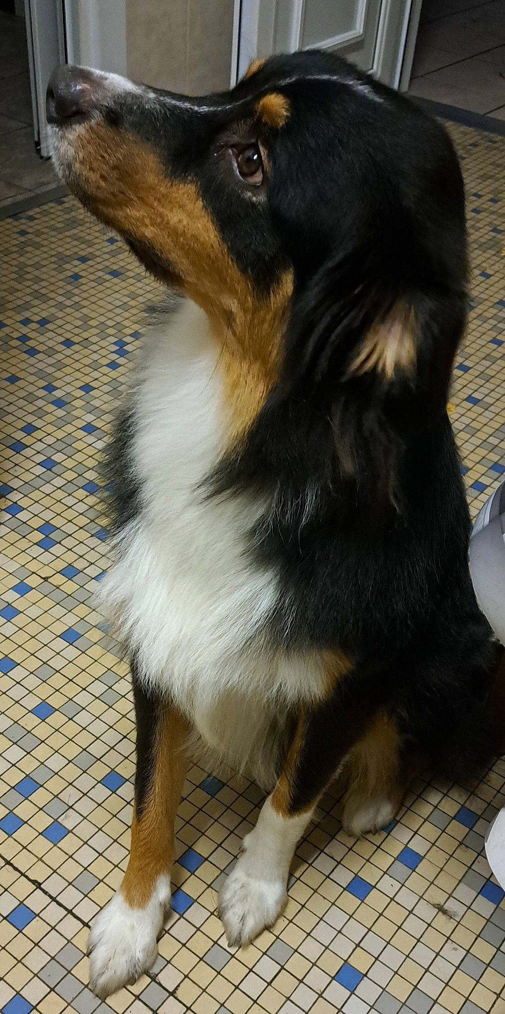 Valmy a rejoint le concours — aidez-le/la à gagner de superbes lots ! bernese_mountain_dog, canidae, carnivore, collie, companion_dog, dog, dog_breed, flooring, fur, herding_dog, paw, puppy, sporting_group, terrestrial_animal, whiskers, working_animal, working_dog