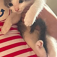 Mittens joined the competition — help win amazing prizes! kitten, cat, pet, animal, feline, gray_and_white, cute, young, indoor, person, holding, striped_shirt, red_and_white, soft_lighting, cozy, fur, curious, cautious, hand, close_up