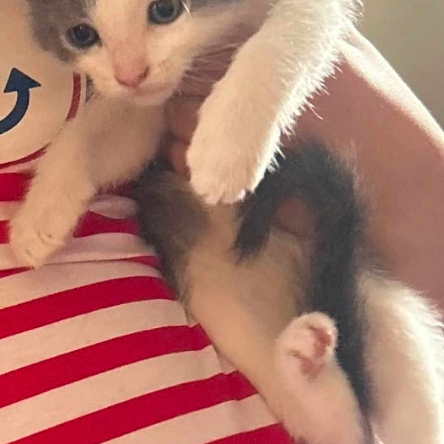 Mittens joined the competition — help win amazing prizes! kitten, cat, pet, animal, feline, gray_and_white, cute, young, indoor, person, holding, striped_shirt, red_and_white, soft_lighting, cozy, fur, curious, cautious, hand, close_up