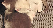 Mittens joined the competition — help win amazing prizes! kitten, cat, sleeping, curled_up, furry, pet, animal, cozy, mat, floor, indoor, cute, resting, two_kittens, domestic_cat, whiskers, tail, ears, fur, companion