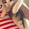 Mittens is registered to the contest to win money with this photo: kitten, cat, pet, animal, furry, cute, indoor, person, holding, striped_shirt, red_and_white, soft_fur, paws, curious, young, domestic, close_up, cozy, warm_light, tender