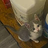 Mittens is registered to the contest to win money with this photo: kitten, cat, gray_and_white, wooden_surface, container, household, curious, pet, small, cute, animal, indoor, looking_up, feline, young, domestic, whiskers, ears, tail, fur