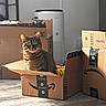 Reggie joined the competition — help win amazing prizes! amazon_box, animal, box, cardboard_box, cat, cozy, curious, daylight, domestic_cat, furniture, green_eyes, home, indoor, modern, pet, relaxed, striped_fur, sunlight, tabby_cat, wooden_floor