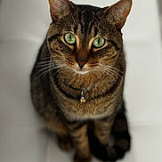 Reggie is registered to the contest to win money with this photo: cat, tabby, green_eyes, pet, animal, feline, collar, bell, whiskers, sitting, floor, tile, indoor, closeup, portrait, cute, domestic, fur, looking_up, blurred_background