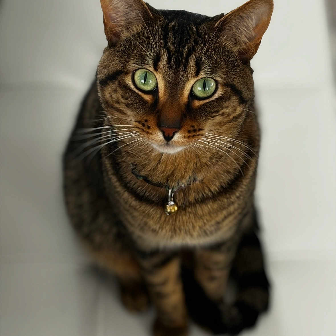 Reggie is registered to the contest to win money with this photo: cat, tabby, green_eyes, pet, animal, feline, collar, bell, whiskers, sitting, floor, tile, indoor, closeup, portrait, cute, domestic, fur, looking_up, blurred_background
