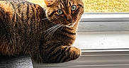 Reggie is registered to the contest to win money with this photo: cat, closeup, cozy, curtain, domestic, feline, fur, green_eyes, house, indoor, looking, natural_light, pet, relaxed, resting, striped, tabby, whiskers, window, windowsill