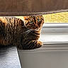 cat, closeup, cozy, curtain, domestic, feline, fur, green_eyes, house, indoor, looking, natural_light, pet, relaxed, resting, striped, tabby, whiskers, window, windowsill