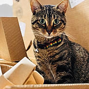 Reggie joined the competition — help win amazing prizes! animal, bell, brown, cardboard_boxes, cat, closeup, collar, curious, cute, domestic, feline, green_eyes, indoor, pet, portrait, sitting, soft_light, striped, tabby, whiskers