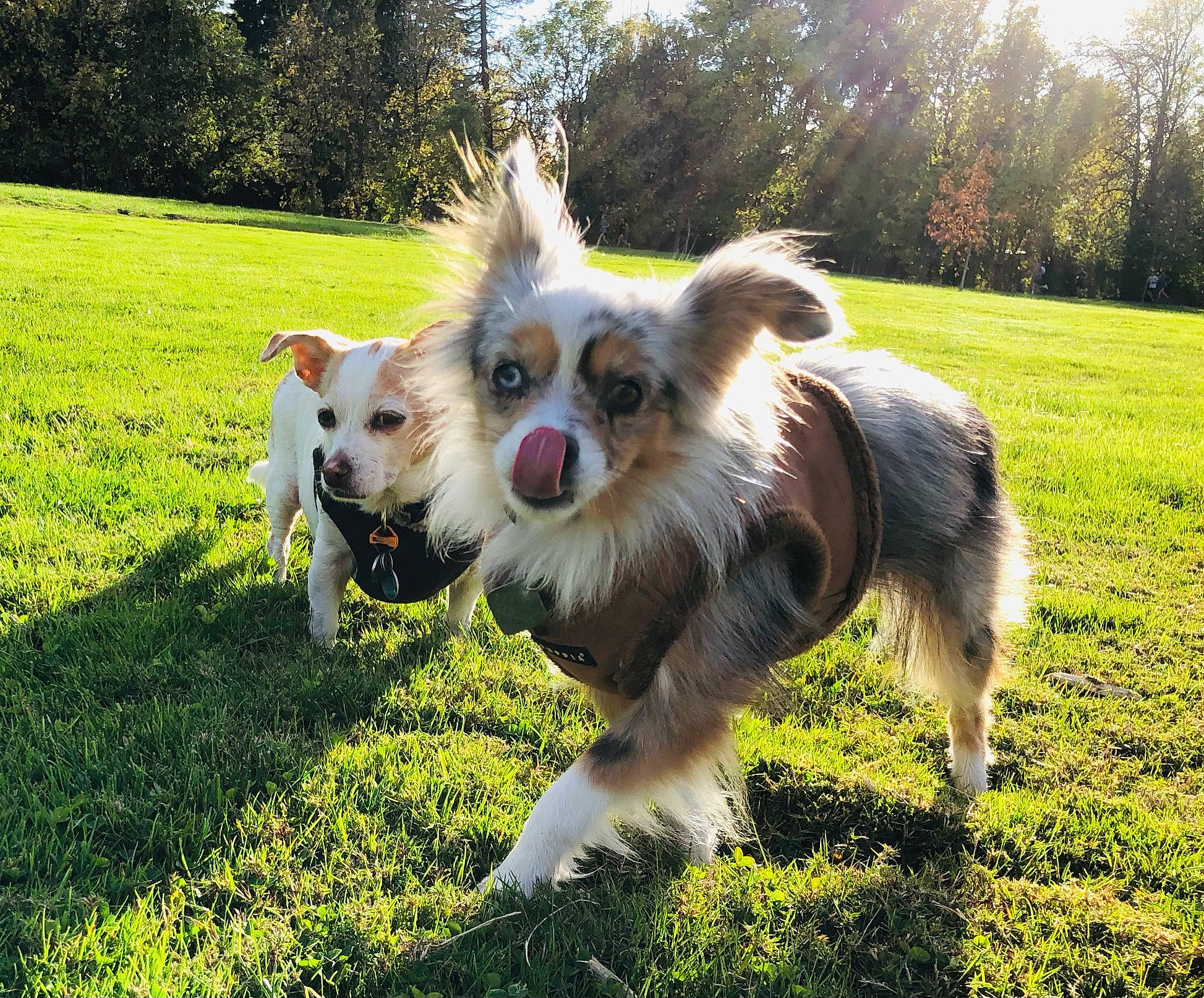 Raya joined the competition — help win amazing prizes! canidae, carnivore, companion_dog, corgi_chihuahua, dog, dog_breed, dog_supply, fawn, fur, grass, grassland, landscape, papillon, plant, russkiy_toy, small_terrier, sporting_group, toy_dog, tree, whiskers