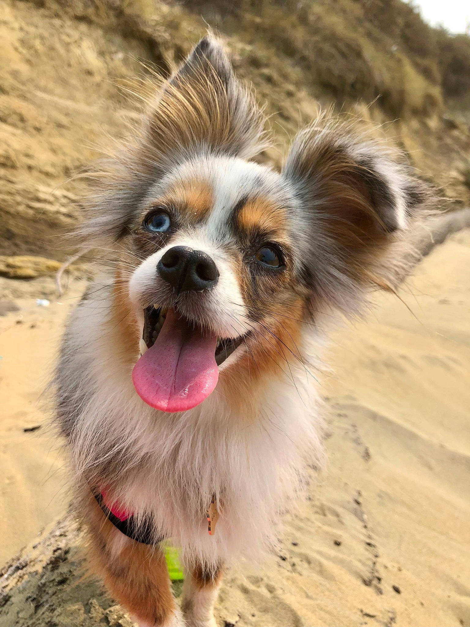 Raya is registered to the contest to win money with this photo: canidae, carnivore, companion_dog, dog, dog_breed, fang, fawn, fur, happy, jumping, landscape, puppy, sand, scotch_collie, snout, soil, sporting_group, terrestrial_animal, whiskers, working_dog