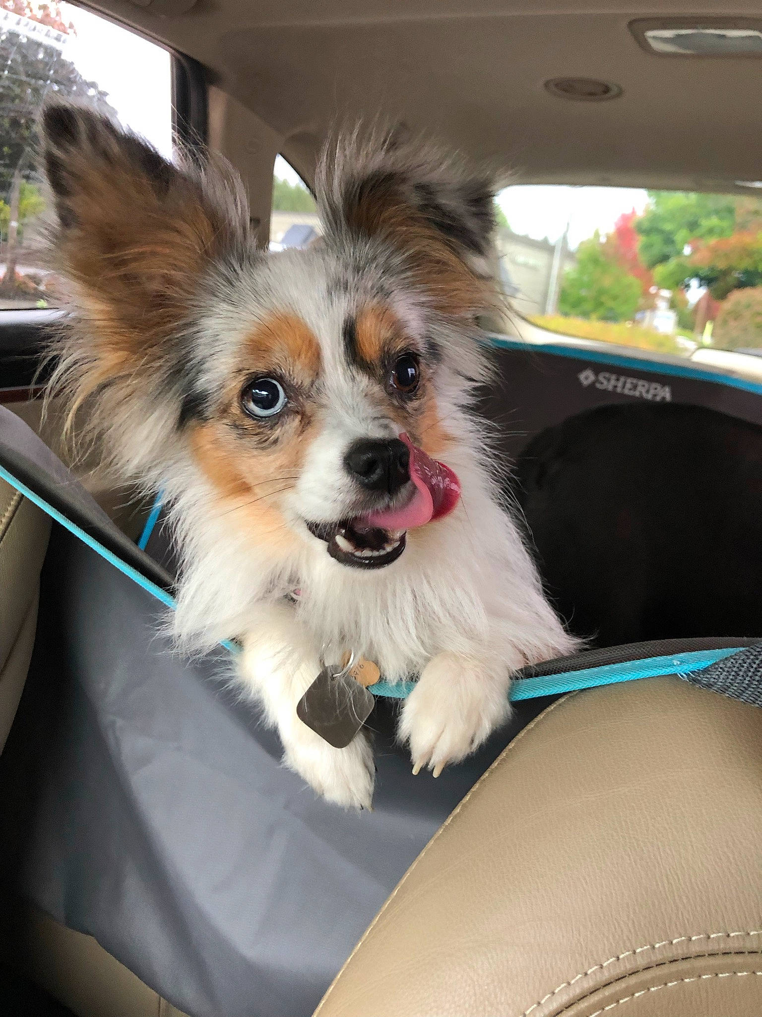 Raya joined the competition — help win amazing prizes! automotive_exterior, canidae, car, carnivore, collar, companion_dog, dog, dog_breed, dog_supply, eyewear, fawn, hood, motor_vehicle, papillon, pet_supply, sporting_group, toy_dog, vehicle, whiskers, windshield