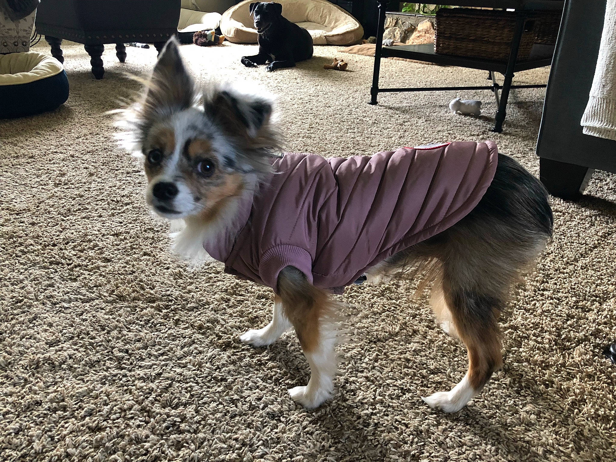 Raya joined the competition — help win amazing prizes! canidae, carnivore, chair, companion_dog, dog, dog_breed, dog_supply, fawn, fur, non_sporting_group, paw, pet_supply, sitting, snout, sporting_group, tail, terrestrial_animal, toy_dog, working_animal, working_dog