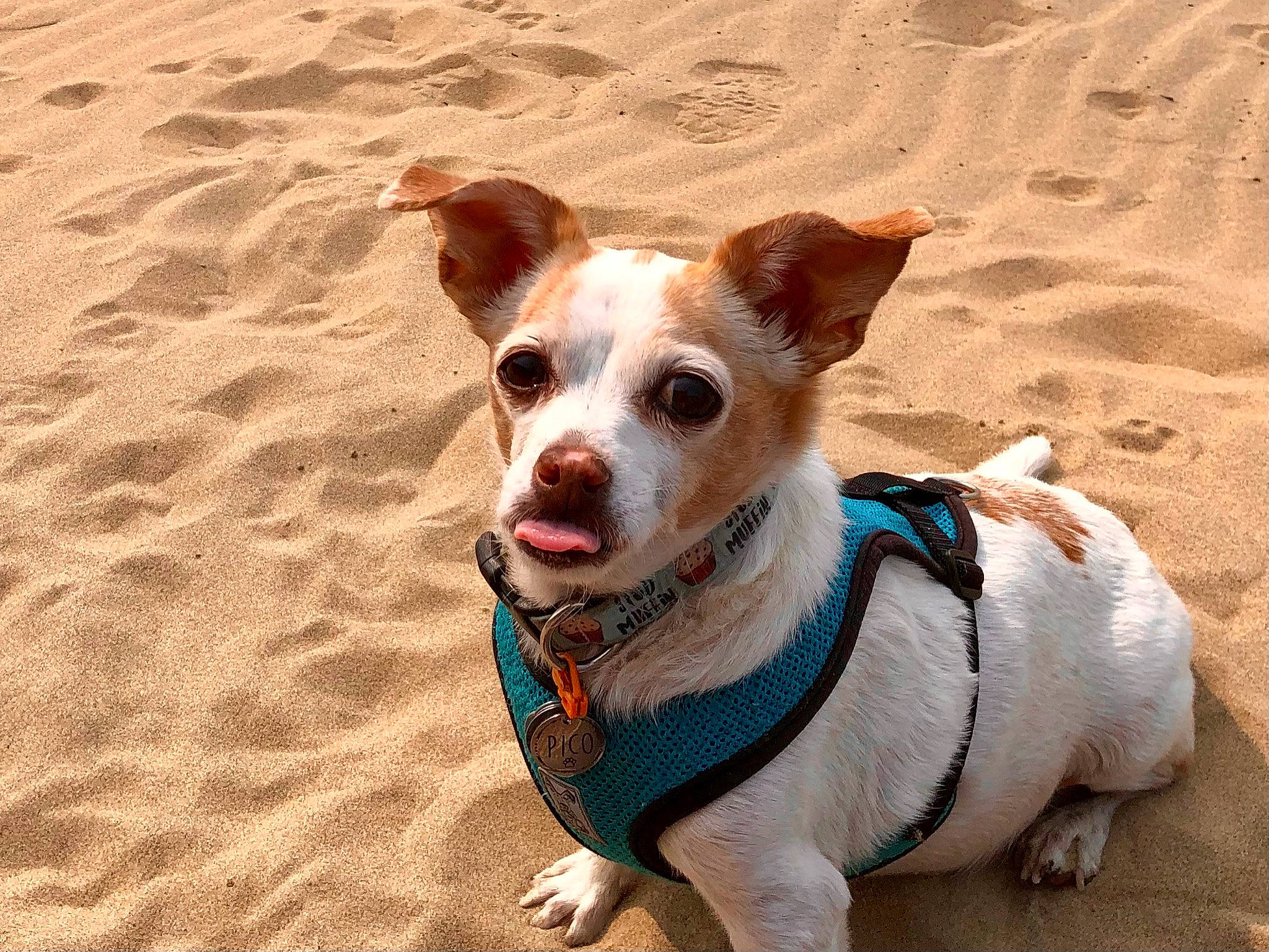 Pico joined the competition — help win amazing prizes! beach, canidae, carnivore, collar, companion_dog, dog, dog_breed, dog_clothes, dog_collar, dog_supply, fawn, irishjacks, leash, pet_supply, sand, snout, sporting_group, terrier, whiskers, working_animal