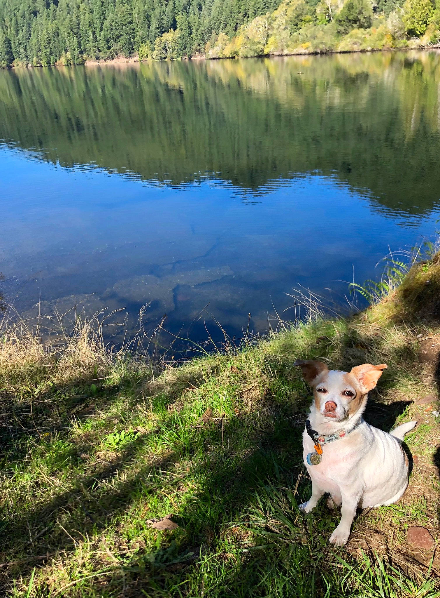 Pico joined the competition — help win amazing prizes! bank, carnivore, companion_dog, dog, dog_breed, fawn, grass, grass_family, grassland, lacustrine_plain, lake, morning, natural_landscape, people_in_nature, plant, sky, summer, water, water_resources, watercourse