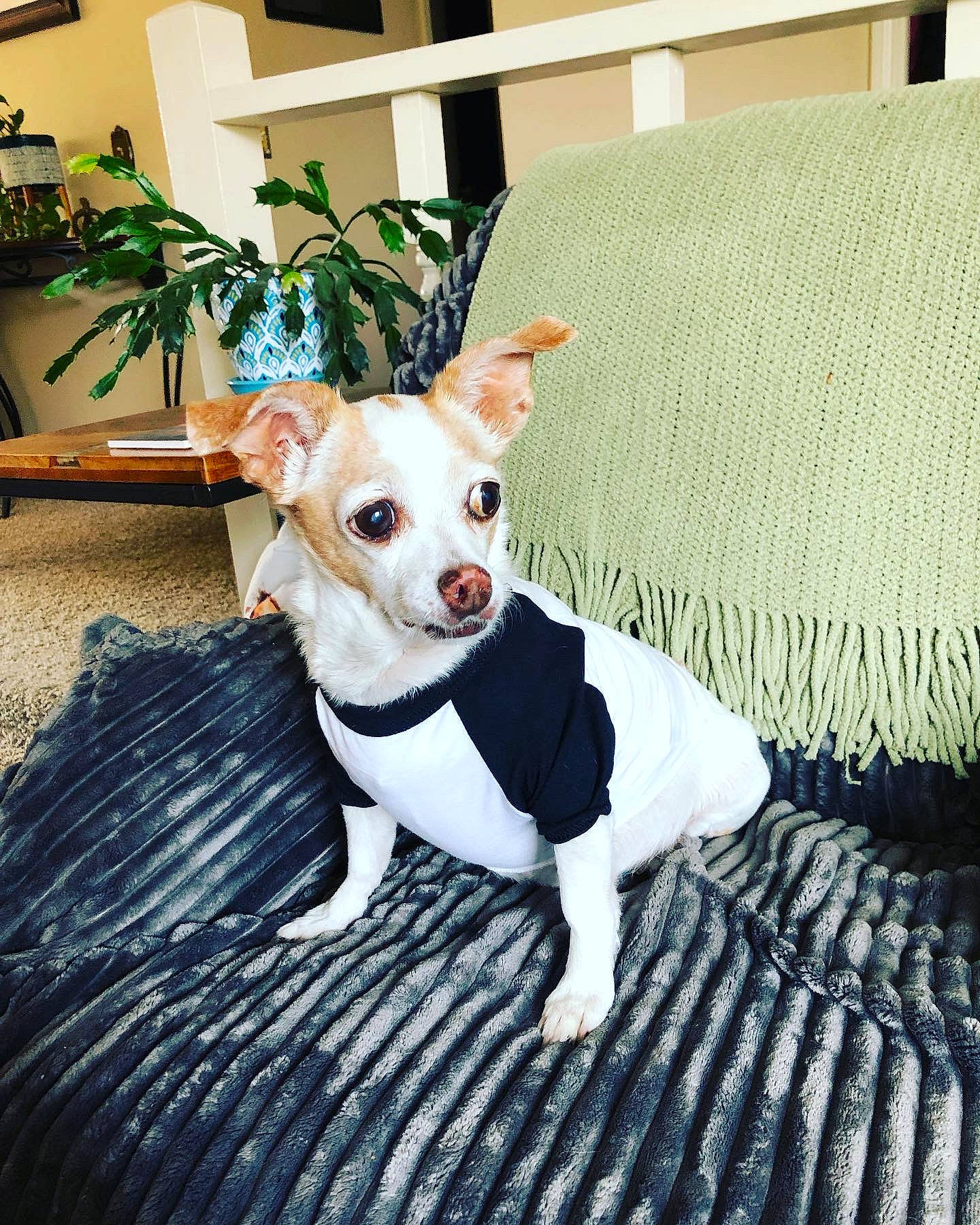 Pico is registered to the contest to win money with this photo: carnivore, chair, collar, companion_dog, dog, dog_breed, dog_clothes, dog_collar, dog_supply, houseplant, pattern, plant, rectangle, snout, tail, terrier, toy_dog, whiskers, wood, working_animal