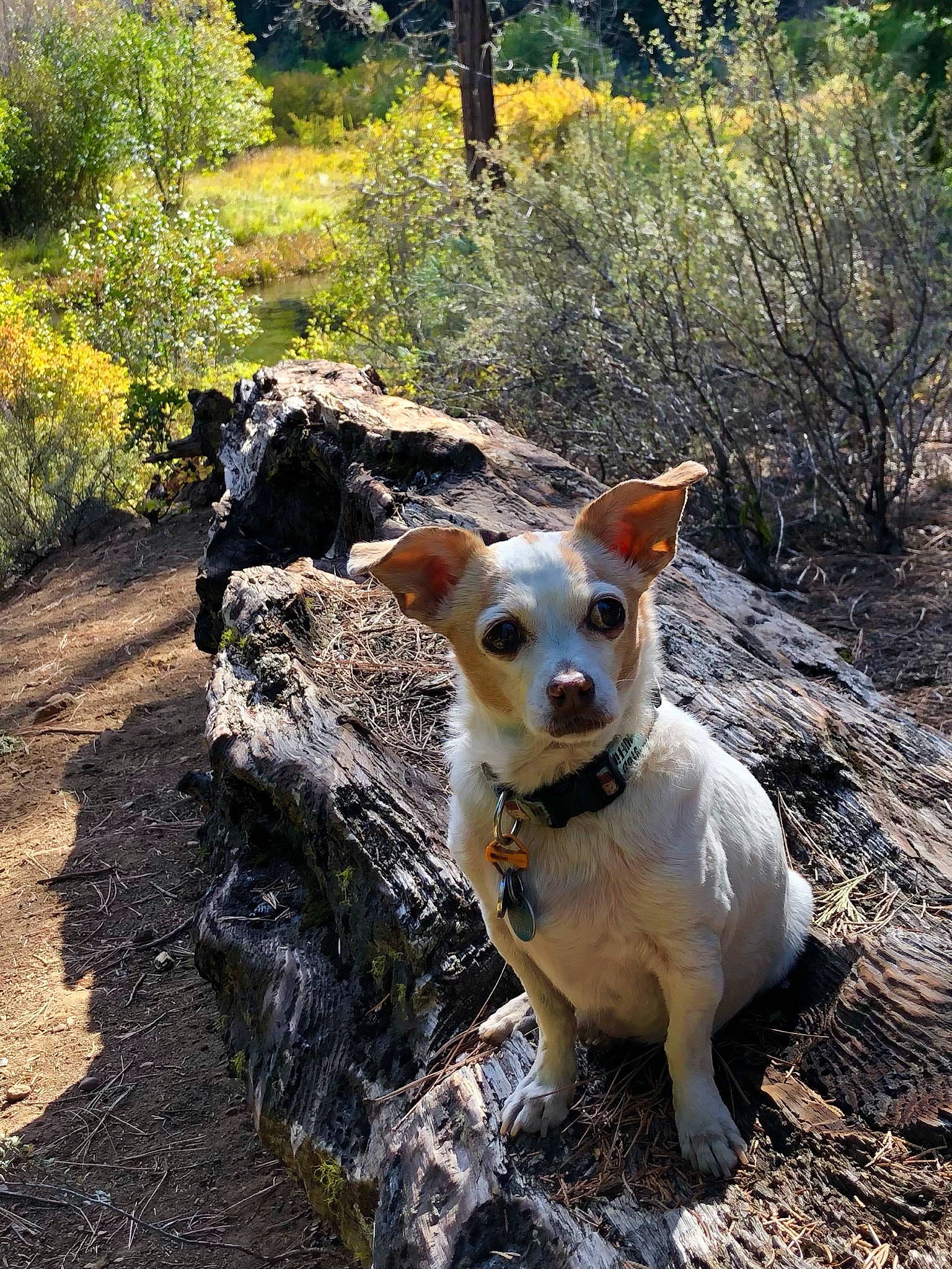 Pico joined the competition — help win amazing prizes! adventure, canidae, carnivore, collar, companion_dog, dog, dog_breed, fawn, grass, landscape, plant, snout, soil, sporting_group, tail, trail, tree, walking, whiskers, working_animal