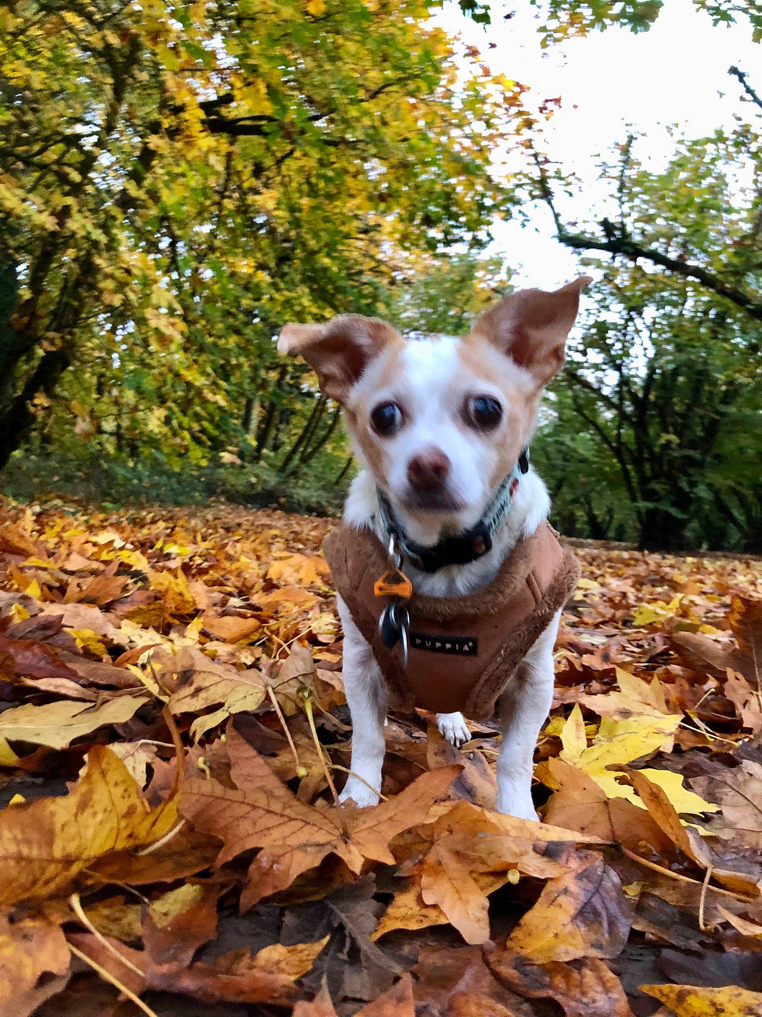 Pico is registered to the contest to win money with this photo: carnivore, companion_dog, deciduous, dog, dog_breed, eye, fawn, forest, grass, leaf, plant, sky, snout, sporting_group, tail, tree, twig, whiskers, wood, woodland
