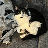 Charlie joined the competition — help win amazing prizes! black_and_white, cat, couch, cozy, curious, domestic_animal, feline, fluffy, fur, home, indoor, looking_at_camera, patterned_pillow, paw, pet, pillow, relaxed, seated, whiskers, yellow_eyes