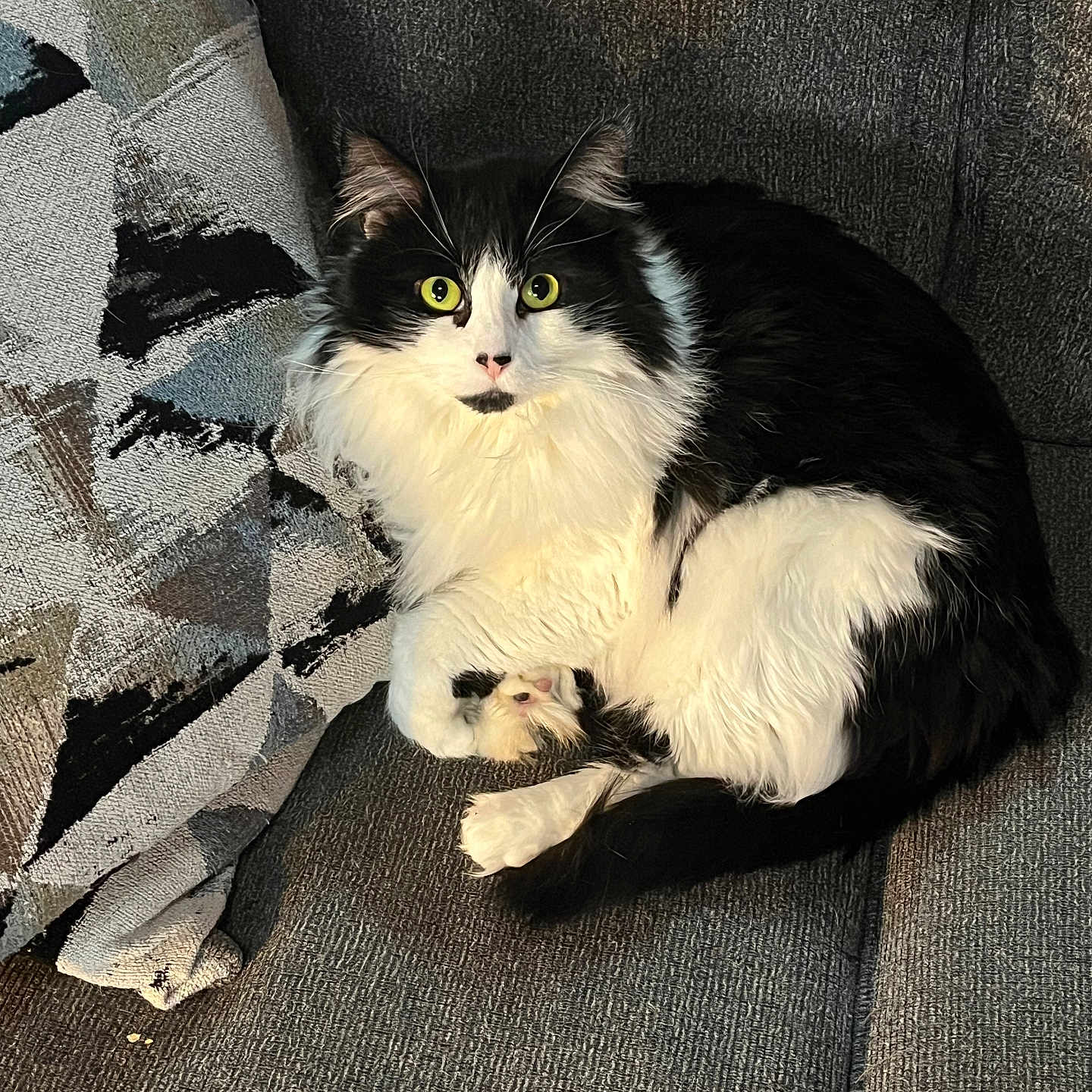 Charlie joined the competition — help win amazing prizes! black_and_white, cat, couch, cozy, curious, domestic_animal, feline, fluffy, fur, home, indoor, looking_at_camera, patterned_pillow, paw, pet, pillow, relaxed, seated, whiskers, yellow_eyes