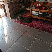 Roméo a rejoint le concours — aidez-le/la à gagner de superbes lots ! cat, living_room, rug, wooden_table, books, decorations, tiles, natural_light, sofa, remote_control, red_candle, glass_ashtray, figurines, purple, gray_cat, floor, indoor, cozy, relaxed, furniture