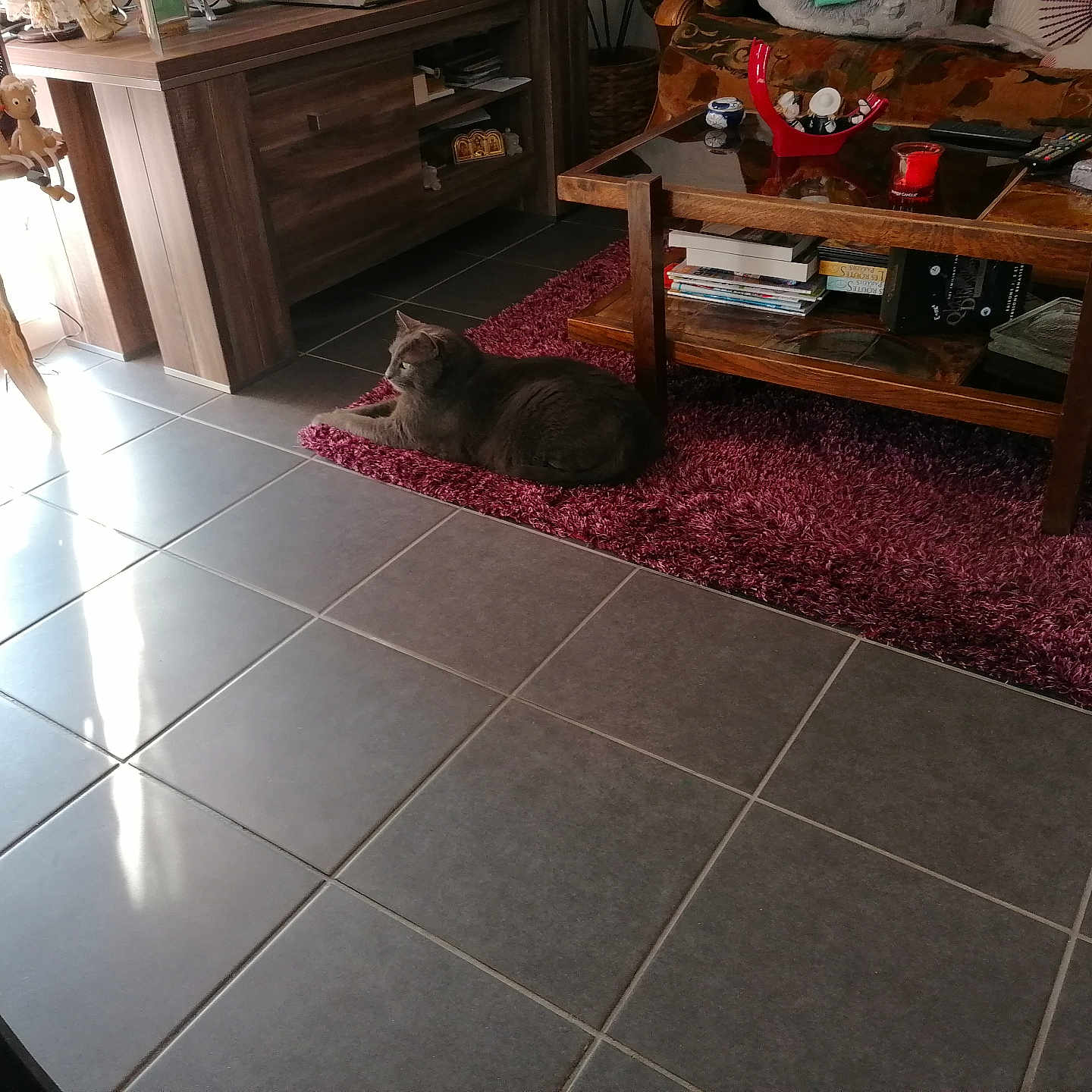 Roméo a rejoint le concours — aidez-le/la à gagner de superbes lots ! books, cat, cozy, decorations, figurines, floor, furniture, glass_ashtray, gray_cat, indoor, living_room, natural_light, purple, red_candle, relaxed, remote_control, rug, sofa, tiles, wooden_table