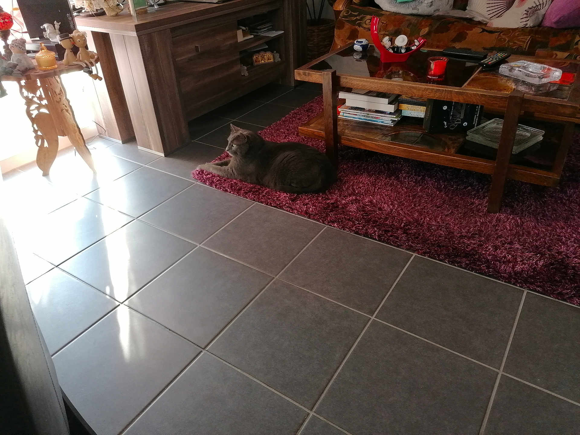 Roméo a rejoint le concours — aidez-le/la à gagner de superbes lots ! cat, living_room, rug, wooden_table, books, decorations, tiles, natural_light, sofa, remote_control, red_candle, glass_ashtray, figurines, purple, gray_cat, floor, indoor, cozy, relaxed, furniture