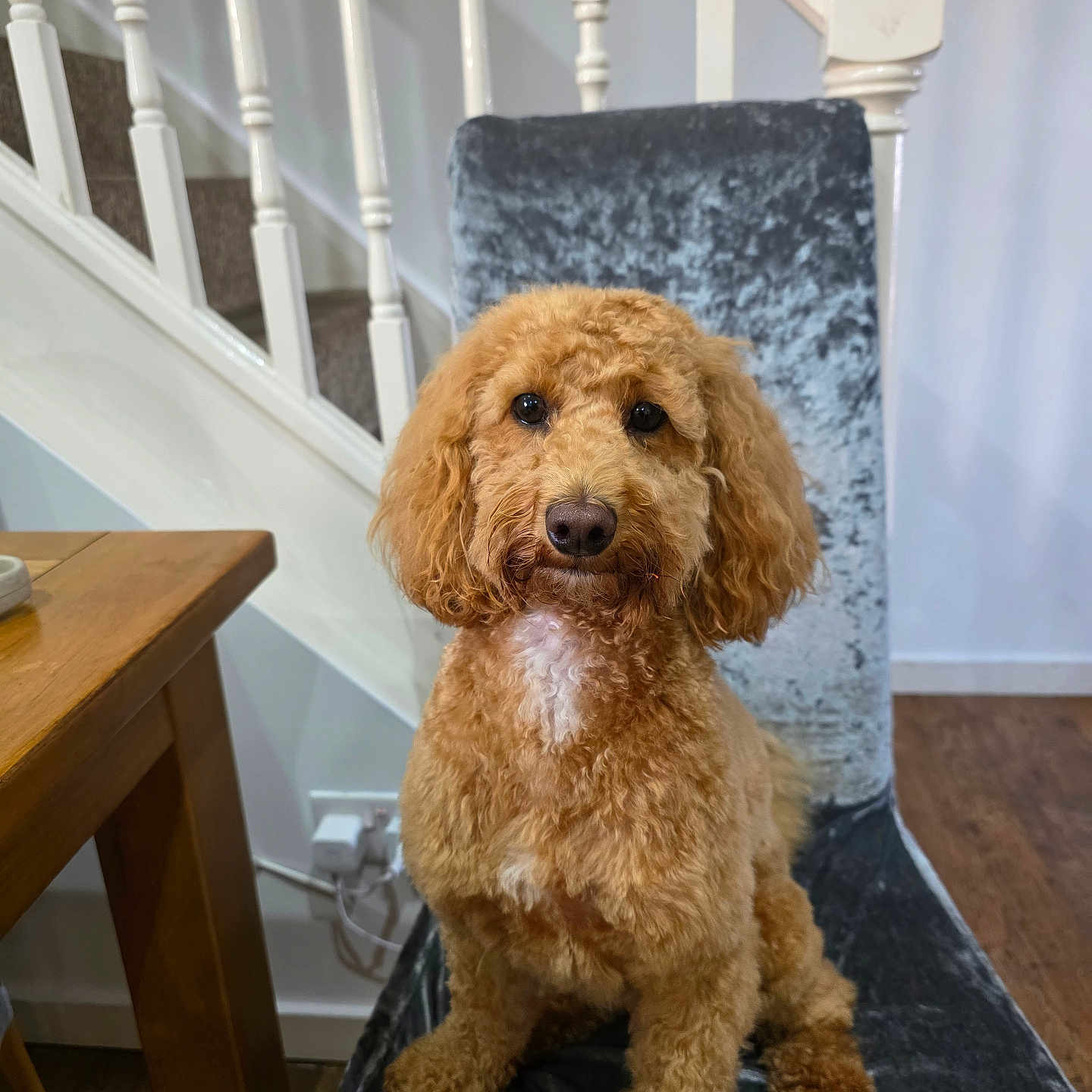 Minnie is registered to the contest to win money with this photo: animal, architecture, building, canine, desk, dog, dogbed, furniture, hardwood, house, housing, indoors, interiordesign, pet, poodle, puppy, staircase, table, terrier, wood