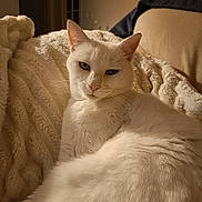 Maelia participe au concours pour gagner de l'argent avec cette photo : animal, blanket, cat, closeup, comfort, cozy, cute, ears, feline, fur, home, indoor, pet, portrait, relaxing, resting, sleepy, soft_lighting, whiskers, white_cat