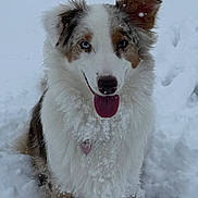 Alisaie participe au concours pour gagner de l'argent avec cette photo : animal, blue_eye, brown_eye, cold, cute, dog, fluffy, fur, happy, heart_tag, nature, one_ear_up, outdoor, pet, playful, portrait, snow, tongue_out, white, winter