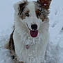 animal, blue_eye, brown_eye, cold, cute, dog, fluffy, fur, happy, heart_tag, nature, one_ear_up, outdoor, pet, playful, portrait, snow, tongue_out, white, winter