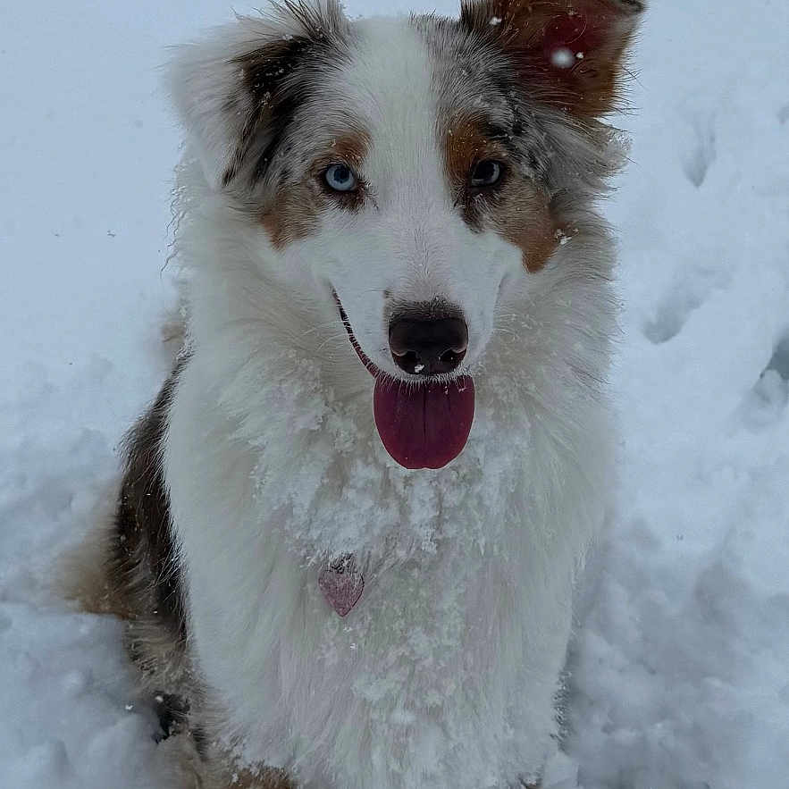Alisaie participe au concours pour gagner de l'argent avec cette photo : animal, blue_eye, brown_eye, cold, cute, dog, fluffy, fur, happy, heart_tag, nature, one_ear_up, outdoor, pet, playful, portrait, snow, tongue_out, white, winter