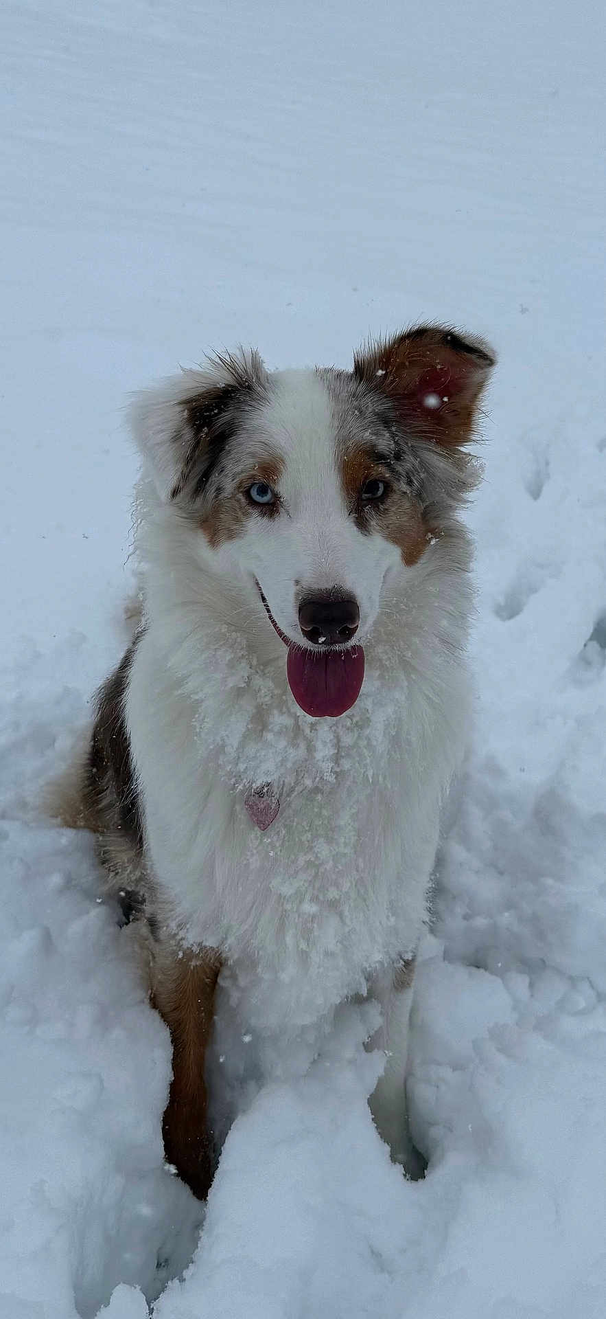 Alisaie participe au concours pour gagner de l'argent avec cette photo : animal, blue_eye, brown_eye, cold, cute, dog, fluffy, fur, happy, heart_tag, nature, one_ear_up, outdoor, pet, playful, portrait, snow, tongue_out, white, winter