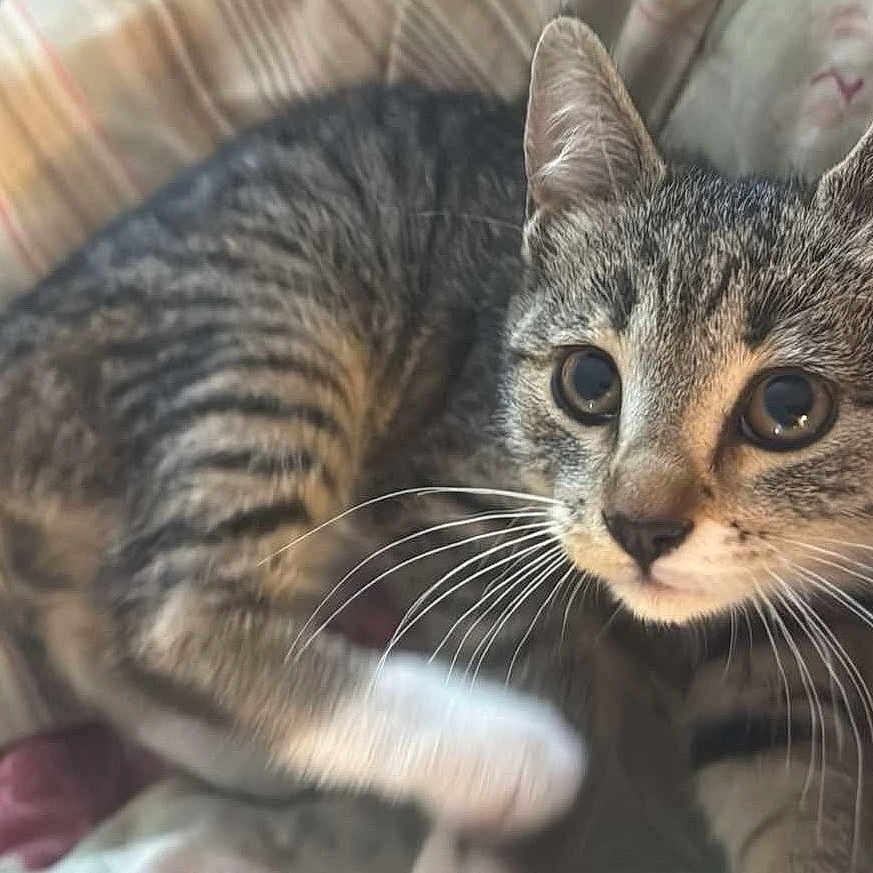 Milo joined the competition — help win amazing prizes! animal, blanket, cat, closeup, curious, cute, ears, eyes, feline, fur, indoor, kitten, paw, pet, resting, soft, striped, tabby, whiskers, young