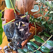 Celeste is registered to the contest to win money with this photo: cat, tortoiseshell_cat, indoor, plants, potted_plants, wooden_table, green_leaves, pet, whiskers, curious, feline, houseplant, foliage, domestic_cat, animal, closeup, yellow_eyes, nature_indoor, wood, interior