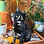 Celeste is registered to the contest to win money with this photo: cat, tortoiseshell, indoor, plant, potted_plant, rocks, wooden_surface, curious, pet, whiskers, yellow_eyes, feline, greenery, home, decor, animal, sitting, fur, nature, leaf
