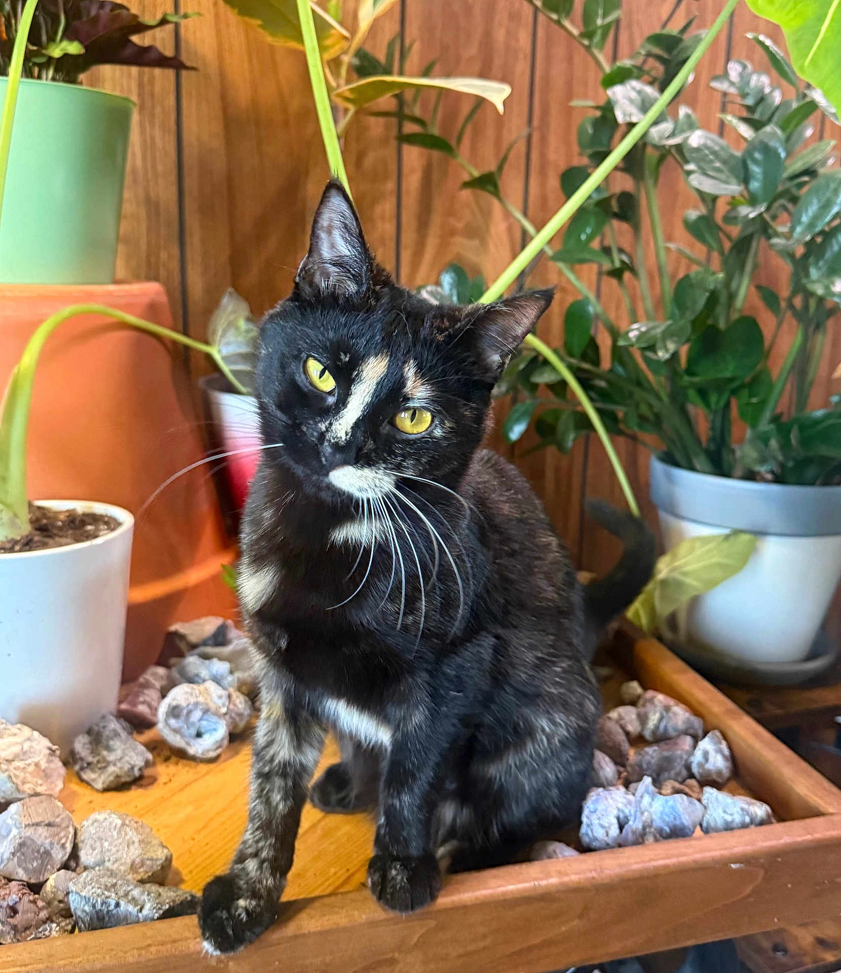 Celeste is registered to the contest to win money with this photo: cat, tortoiseshell, indoor, plant, potted_plant, rocks, wooden_surface, curious, pet, whiskers, yellow_eyes, feline, greenery, home, decor, animal, sitting, fur, nature, leaf