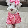 Stormi Bleu is registered to the contest to win money with this photo: dog, puppy, pet, white_fur, pink_bow, pink_pajamas, cute, indoor, wood_floor, small_dog, adorable, costume, sitting, fur, domestic_animal, looking_up, household, portrait, animal, canine
