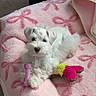 Stormi Bleu is registered to the contest to win money with this photo: puppy, dog, white_dog, blanket, pink_blanket, toy, plush_toy, heart_shaped_toy, indoor, pet, cute, small_dog, fur, lying_down, looking_at_camera, soft_texture, cozy, animal, companion, relaxed